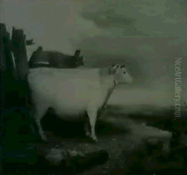 Portrait Of A Cow In A Farm- Yard by Anthony Lewis DeRose