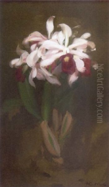 A Still Life Of Lilies Oil Painting - Stuart James Park