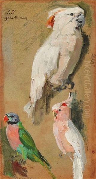 Sketch Showing Two Cockatoos And A Parakeet Oil Painting - Joakim Frederik Skovgaard