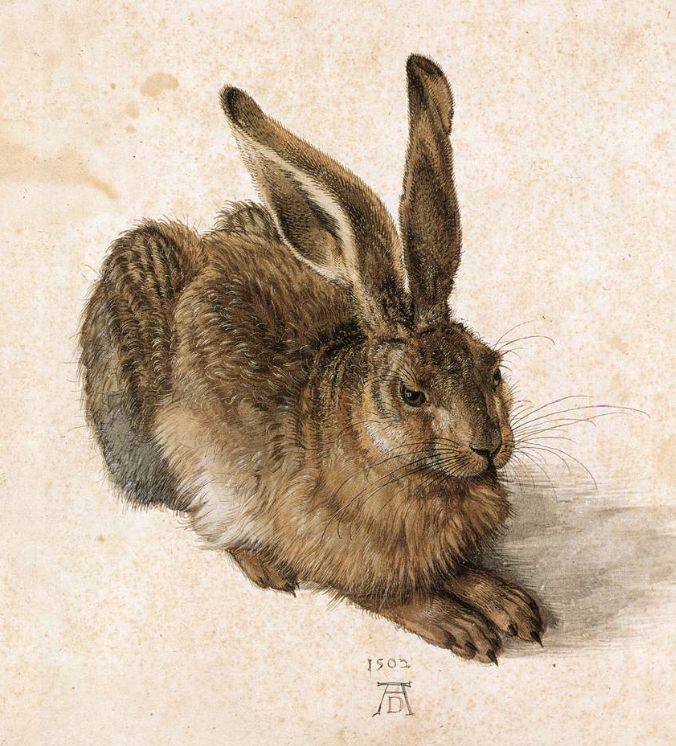 Young Hare by Albrecht Dürer