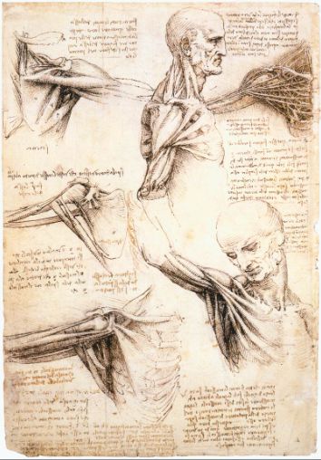 Leonardo da Vinci, Anatomical studies of the shoulder (1510)
