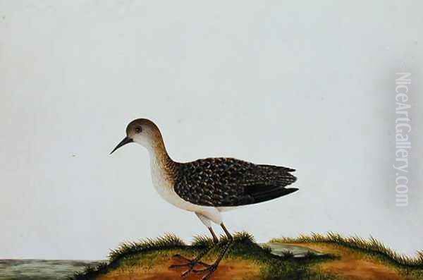 G. Plover Bird, from 'Drawings of Birds from Malacca', c.1805-18 by Anonymous Artist