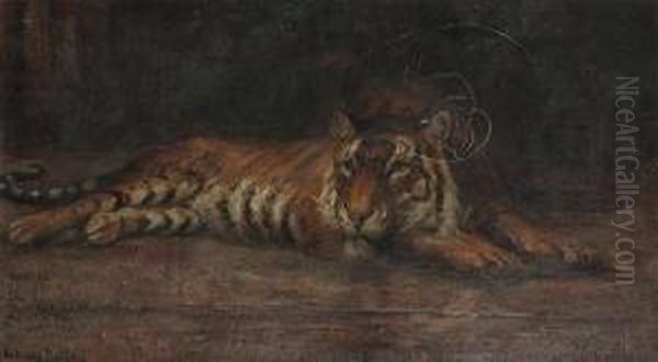 Bengal Tiger (in The Antwerp Zoo) by Henri Van Muyden