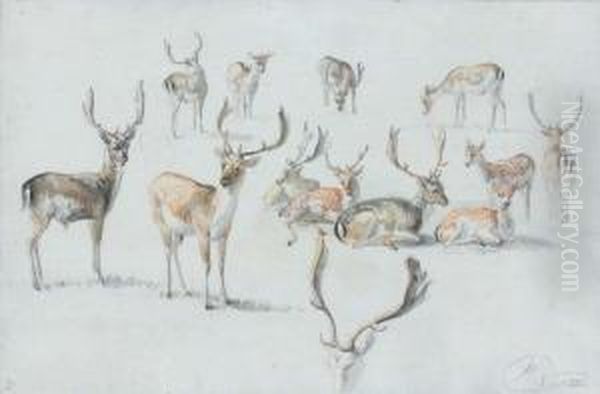 Etude De Cerfs by Jan Van Ravensway