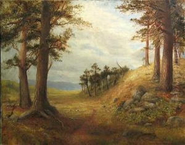 Outskirts Of The Forest Of Rothiemurchus by Thomas Williams