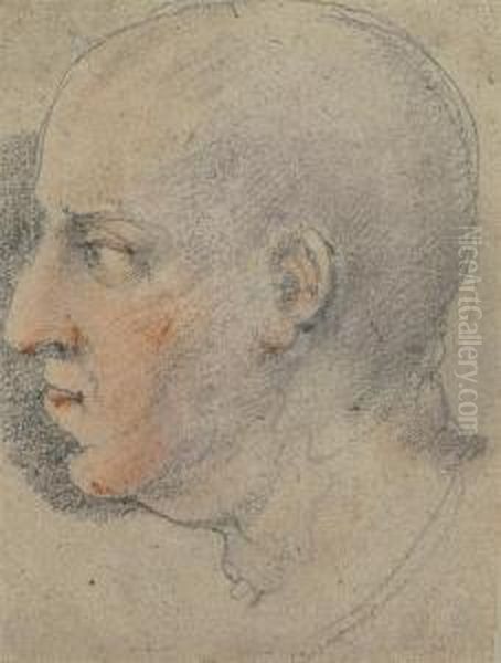 A Study Of A Male Head, In Profile Facing Left by Bernardo Strozzi