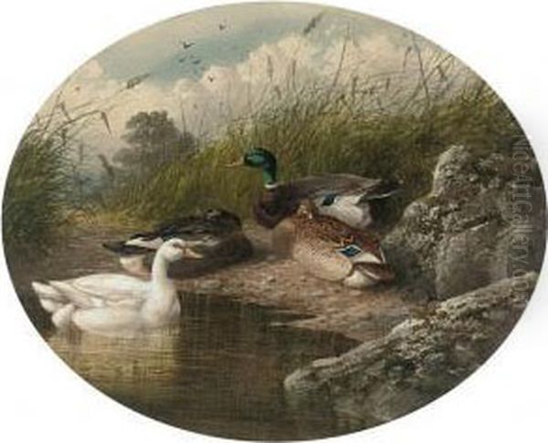 Ducks On A River Bank by Charles Edward Snr Brittan