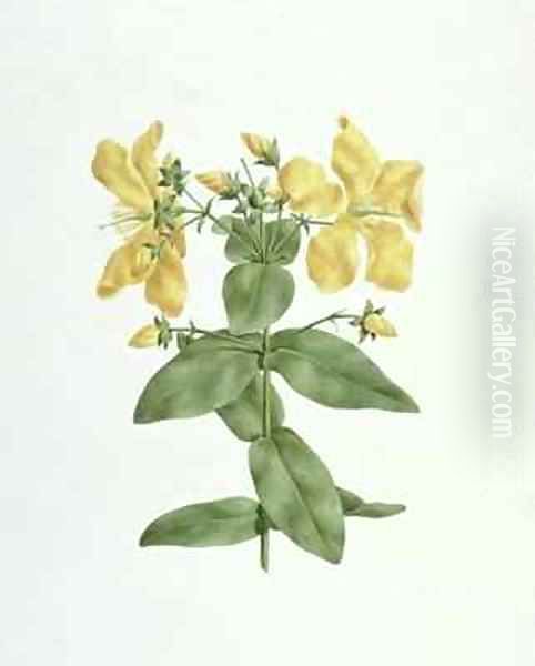 Feel-Fetch (Hypericum quartinianum) by James (Abyssinian Bruce) Bruce