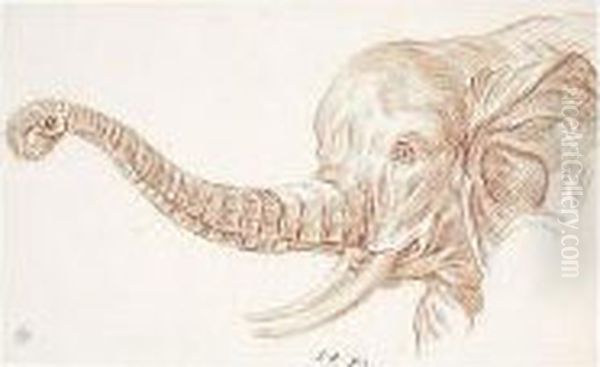 Study Of The Head Of An Elephant by Charles-Nicolas I Cochin