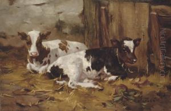 Resting Calves by David Gauld