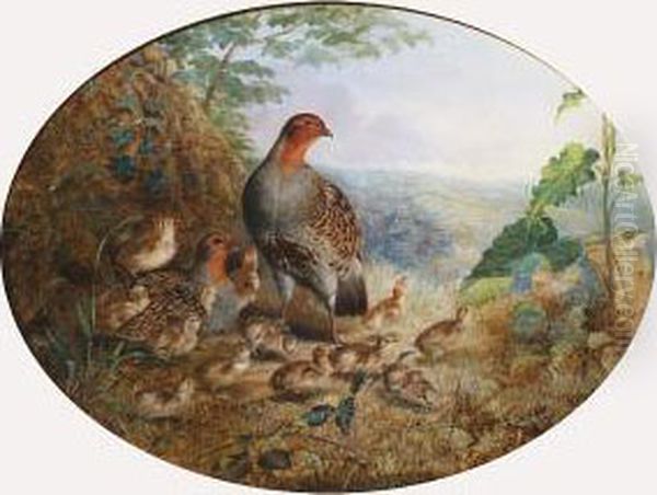 Pair Of Partridge And Young by Robert Nightingale