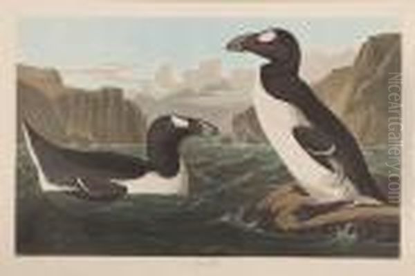 Great Auk by John James Audubon