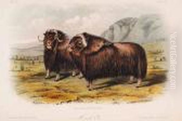 Musk Ox by John James Audubon