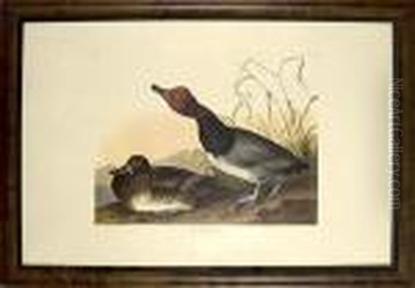 Red-headed Duck by John James Audubon