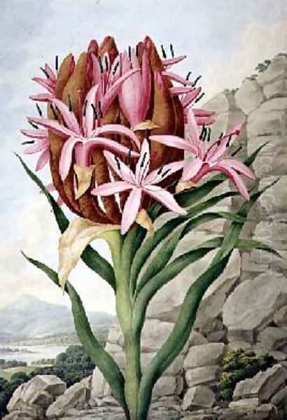 Spear Lily Doryanthes excellsa 1823 by John Lindley