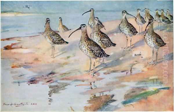 Curlew at Blakeney Point, illustration from Wildfowl and Waders by Frank Southgate