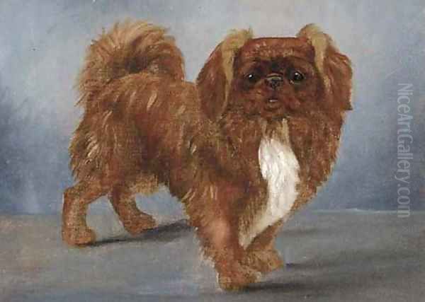 A pekingese by English School