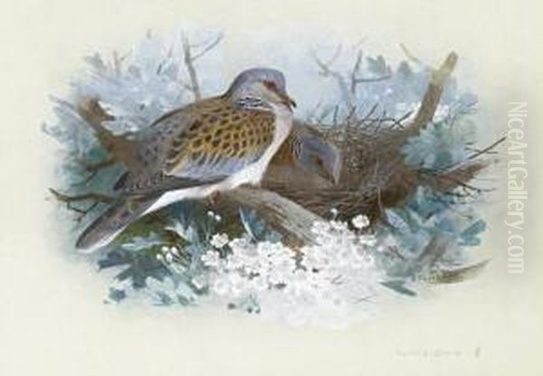 Turtle Doves by Archibald Thorburn