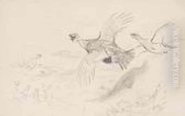 Studies Of Grouse by Archibald Thorburn