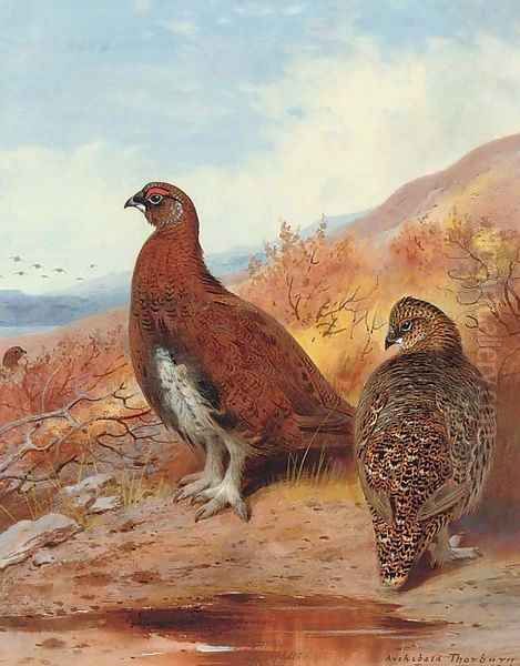 A pair of red grouse, in moorland by Archibald Thorburn