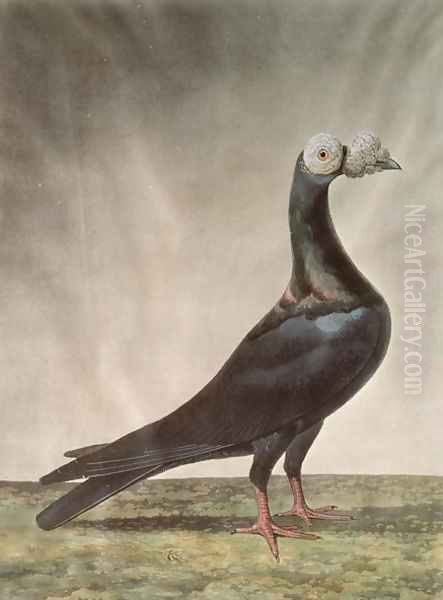 Portrait of a Carrier Pigeon by D. Wolsenholme