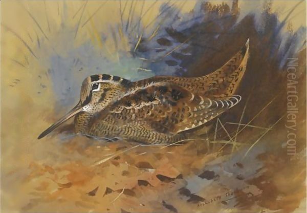 Woodcock 2 by Archibald Thorburn