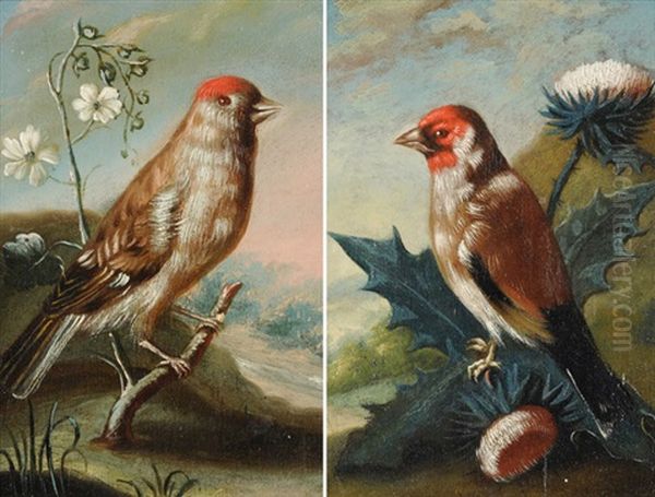 Distelzeisig (+ Birkenzeisig; Pair) by Johann Adalbert Angermayer