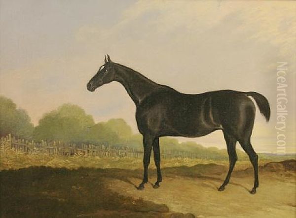 A Black Horse With White Star In A Landscape by Edwin Cooper