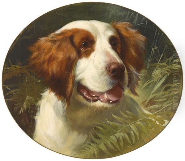 A Brittany Spaniel by George Earl