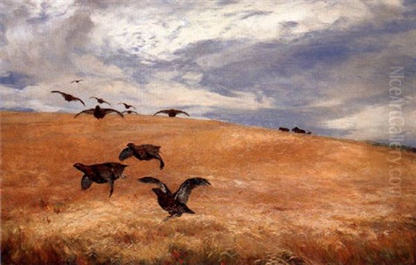 A Covey Of Red Grouse Taking Off In A Field, With Poppies In The Foreground by David Farquharson