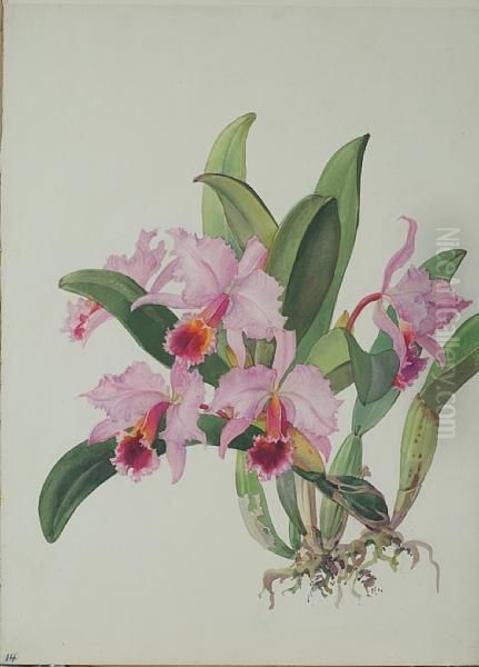 C. Percivaliana Orchid by Andrey Avinoff