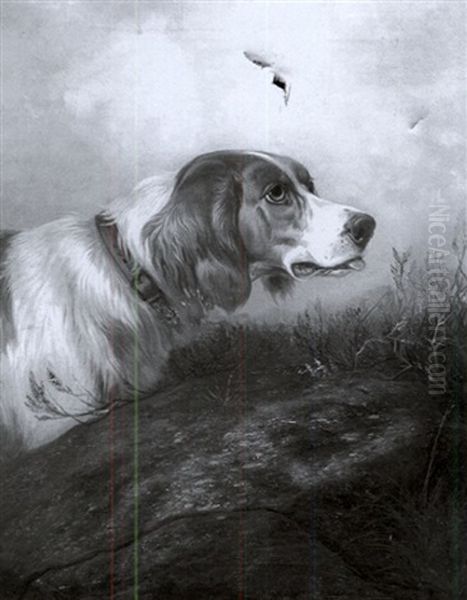 "beauty", A Setter by Colin Graeme