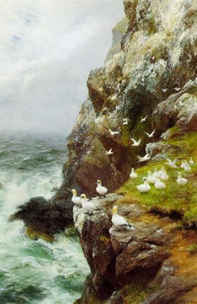 Gannets On A Rocky Cliff by Peter Graham