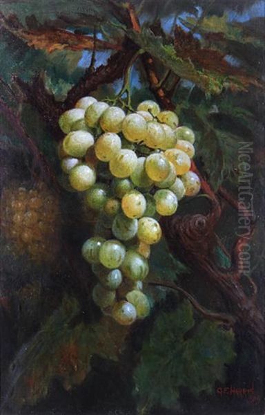 Ripening Muscatts by George F. Harris