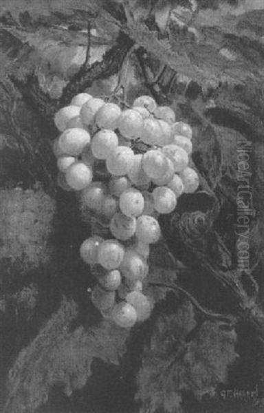 Ripening Muscatts, Grown By The Marquess Of Bute by George F. Harris