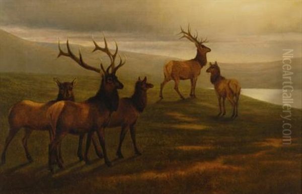 American Elk by William Jacob Hays the Elder