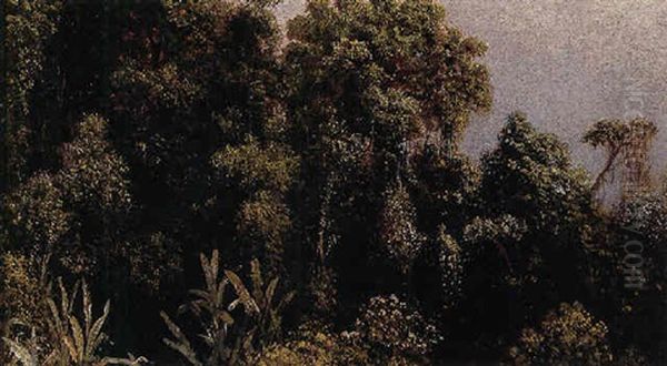 Forest, Brazil by Martin Johnson Heade