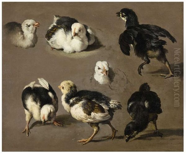 Study For Chicks by Melchior de Hondecoeter