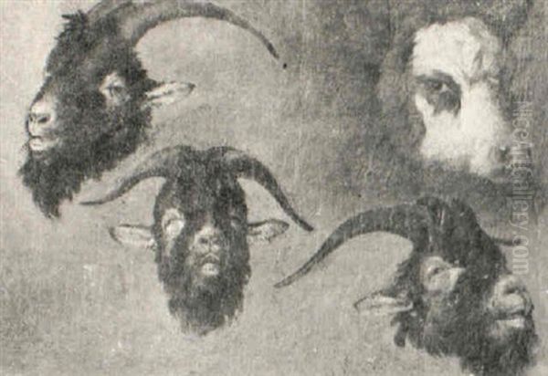 A Study Of The Heads Of Goats And A Cow by Jean Baptiste Huet