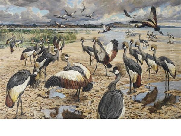 A Congregation Of Crowned Cranes by Harry (Sir) Hamilton Johnston