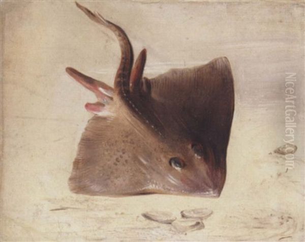 A Still Life Of A Ray by Jan van Kessel the Elder