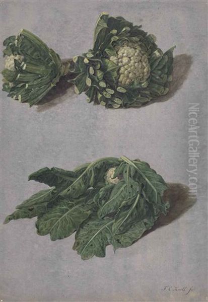 Studies Of Cauliflowers by Franciscus Cornelis Knoll