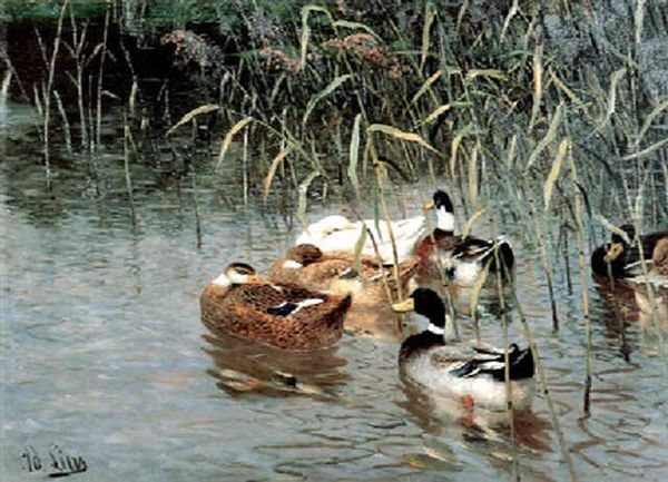 Enten Auf Dem Wasser by Adolf Lins