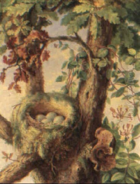 Nest Of Ye Missle Thrush by Albert Durer Lucas