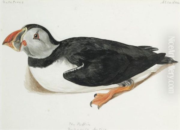 The Puffin, Fratercula Arctica by Jemina Blackburn