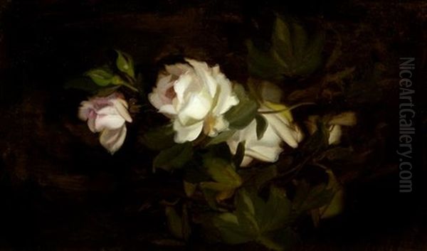 White Roses by Stuart James Park