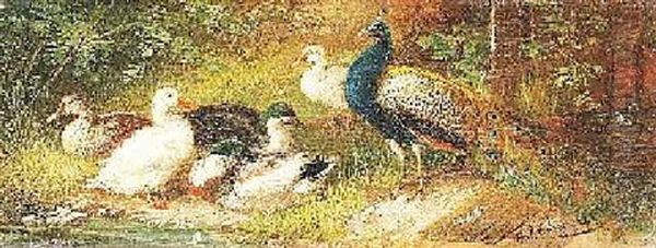 Enten Und Pfau An Einem Bachufer by Julius Scheuerer