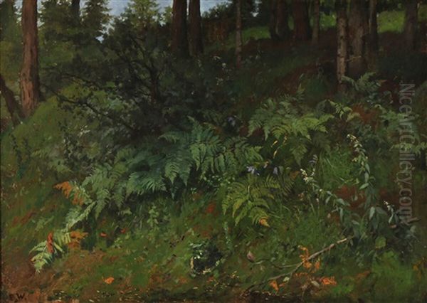 Forest Floor With Ferns by Bertha Wegmann