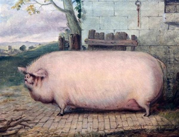 Study Of A Sow by Richard Whitford Jr.