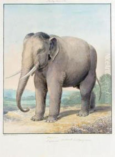 An Album Of Zoological Subjects Oil Painting by Charles Hamilton Smith